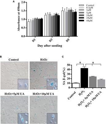 Urolithin A Inhibits the Catabolic Effect of TNFα on Nucleus Pulposus Cell and Alleviates Intervertebral Disc Degeneration in vivo